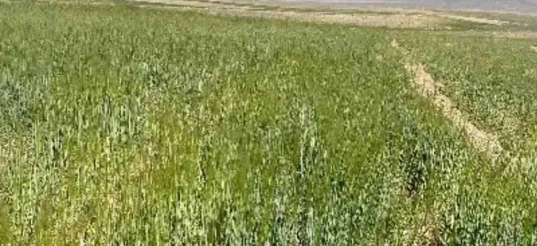 فروش زمین کشاورزی