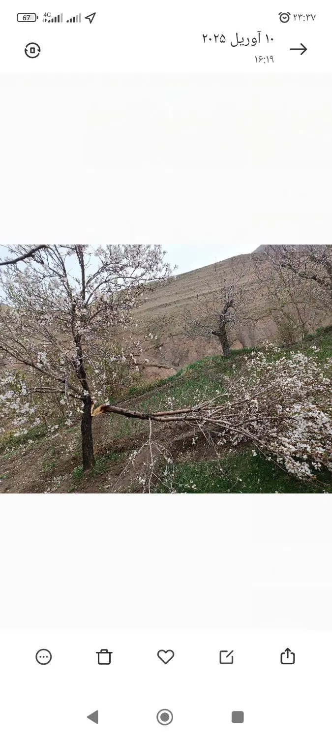 باغ در قدمگاه
