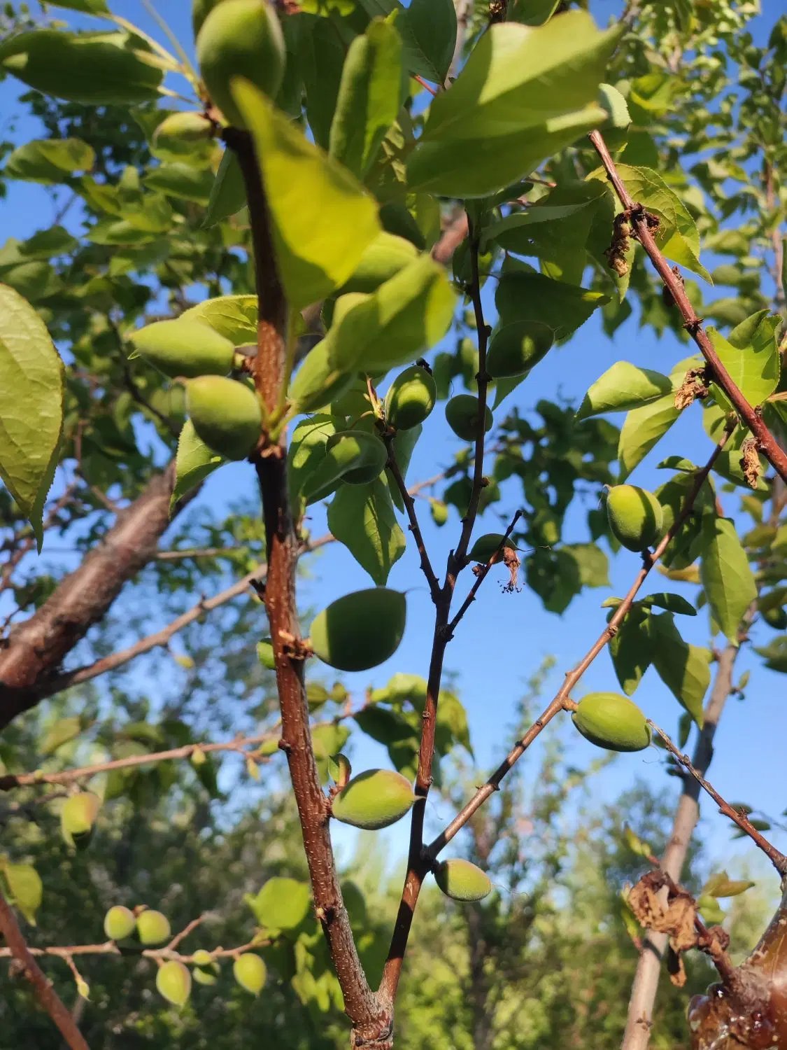 باغ برای فروش