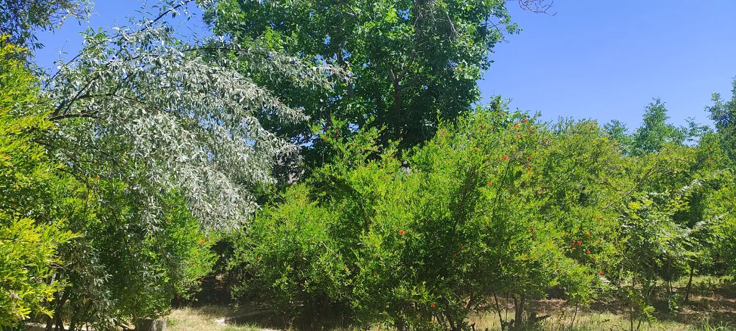 فروش باغ ثمری شهری فاروق