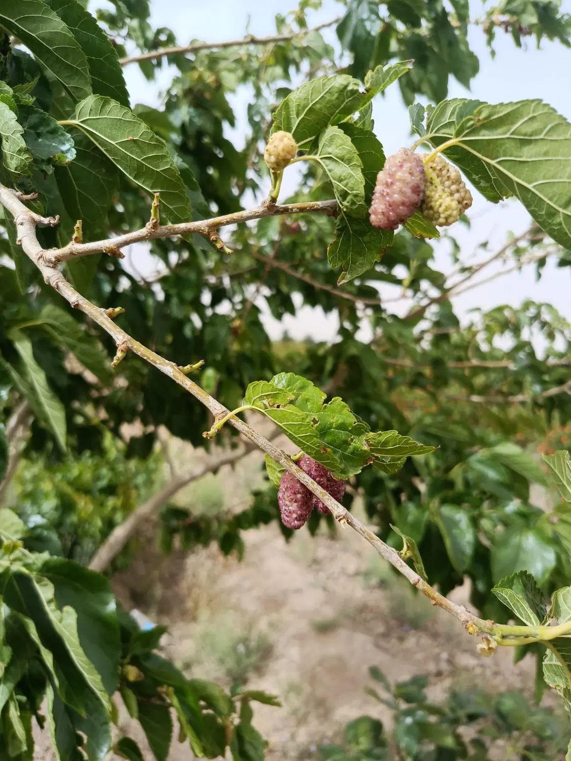 باغ فروشی با جنس درخت درجه یک
