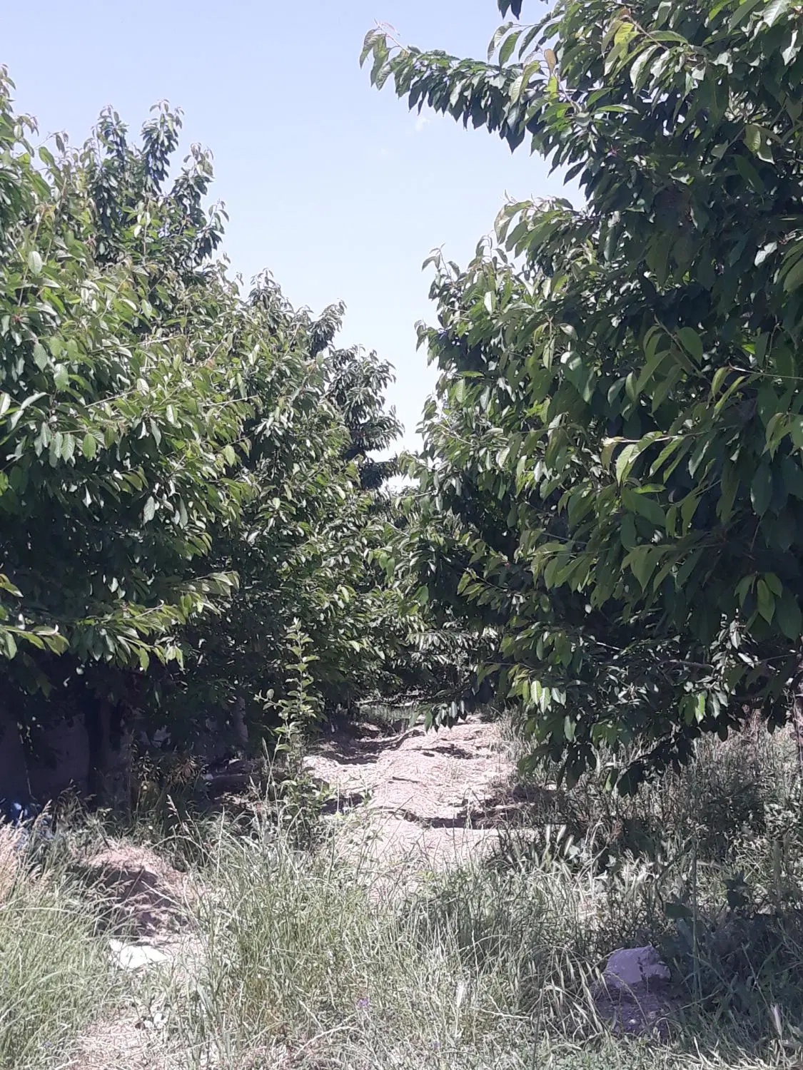 باغ گیلاس پیش رس فرانسه