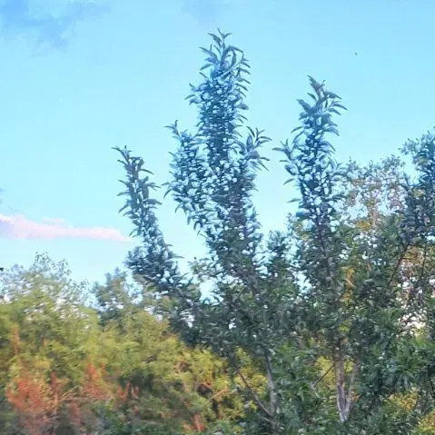 زمین کشاورزی
