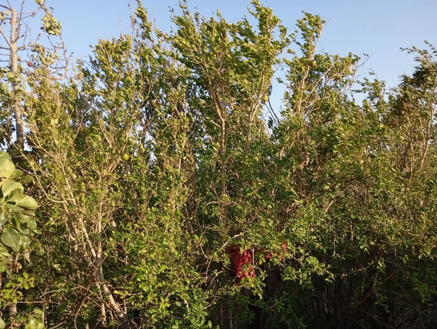 باغ  انگوری در روستای مایان