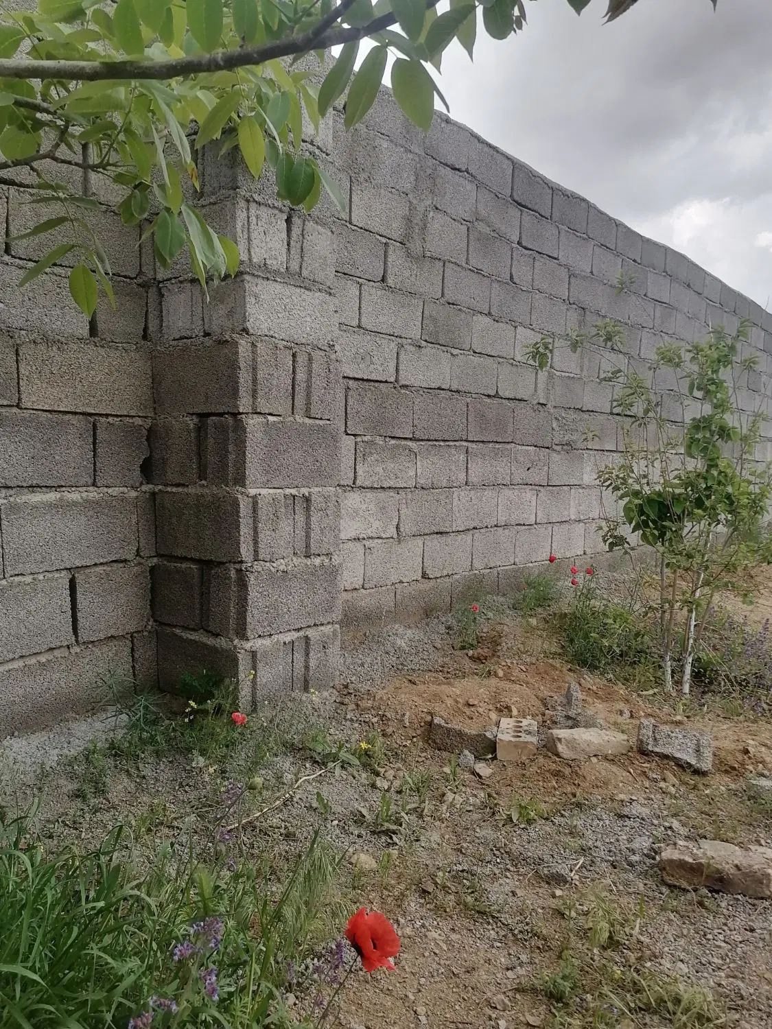 باغ در حیدرآباد