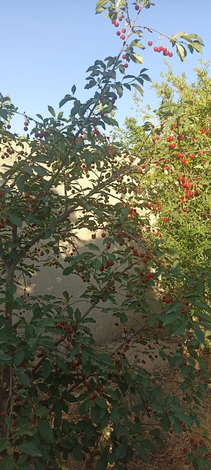 ۵۰۰ متر باغچه