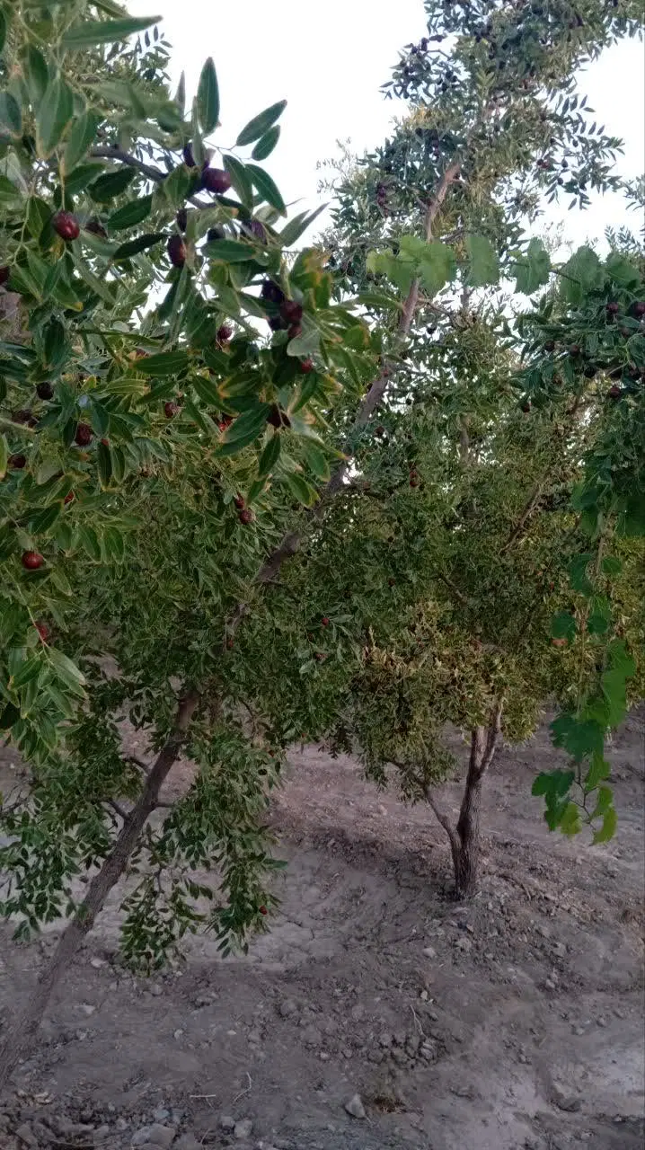 باغ کشاورزی و انواع درخت