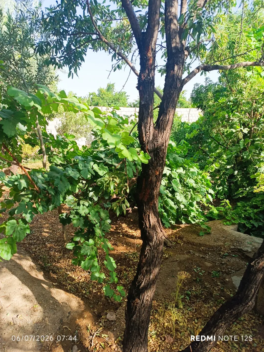 باغچه محصور.بادرختان متناوب آب چاه سند تک برگ