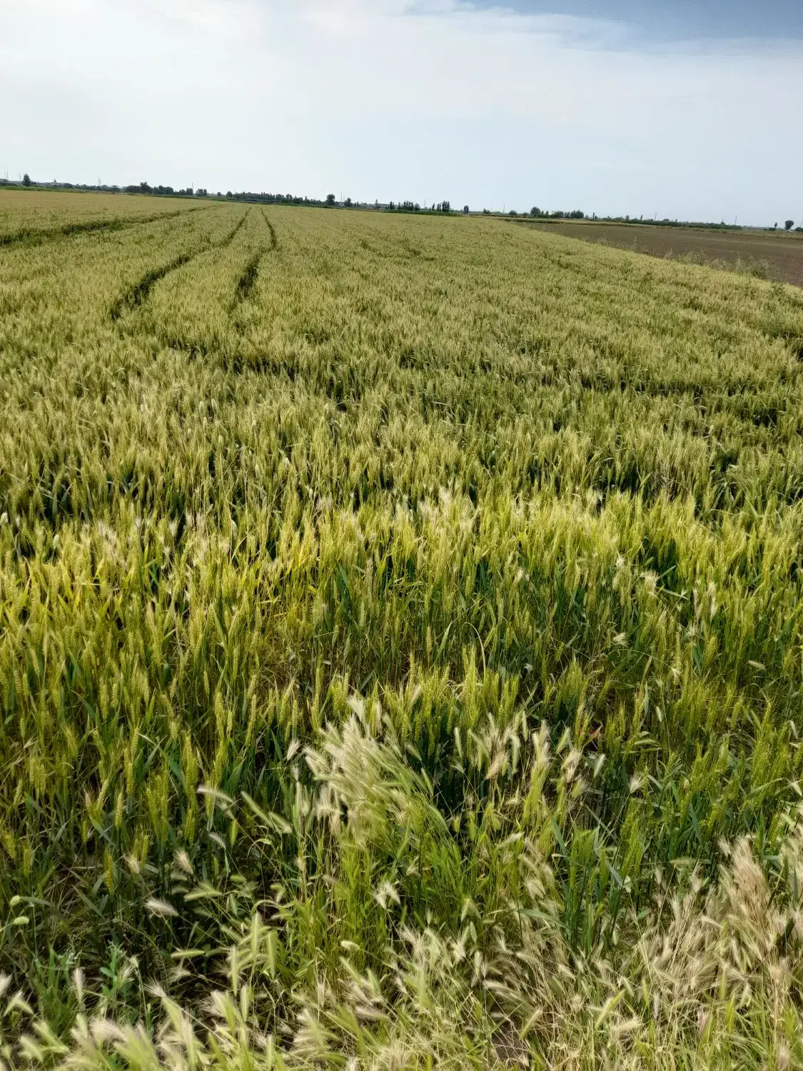 زمین کشاورزی