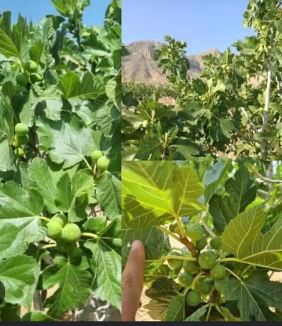 زمین کشاورزی