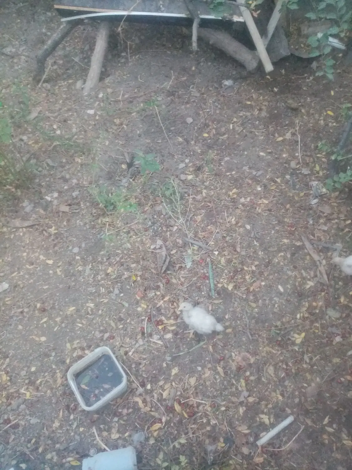 زمین کشاورزی در چهکند