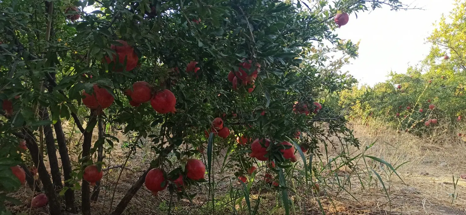 باغ اناری