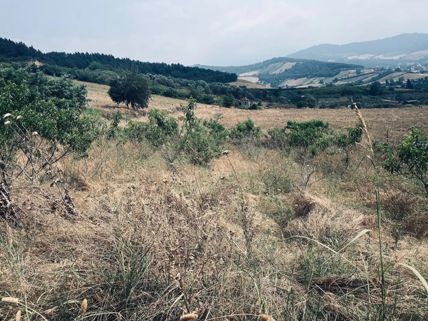 زمین  واقع در توشن