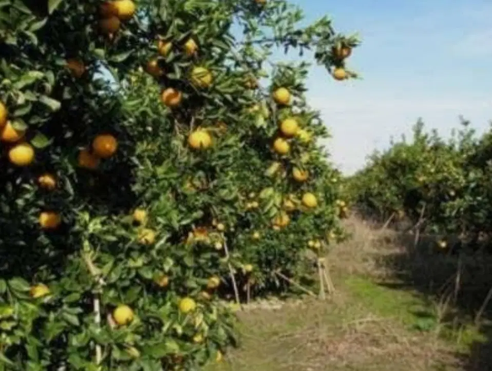 باغ و باغچه دزفول