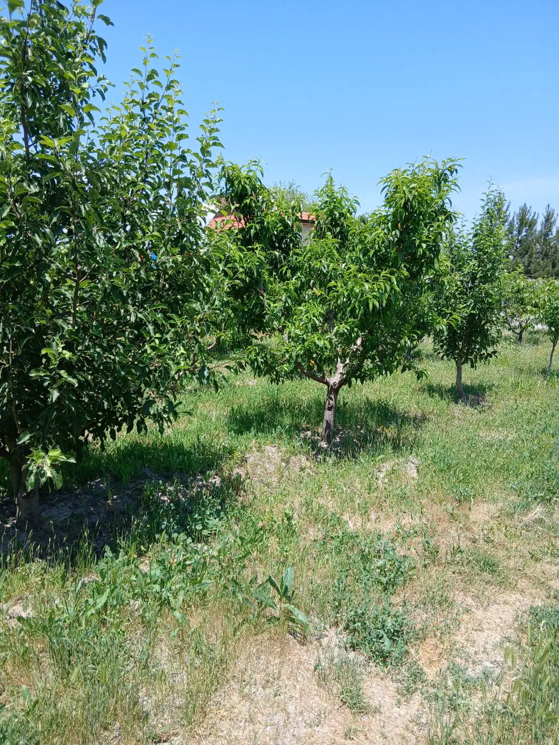 قطعه ویلایی جاده سنتو نظراباد
