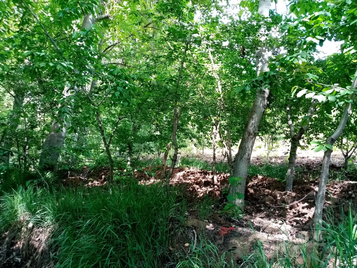 باغ در روستای رشوانلو