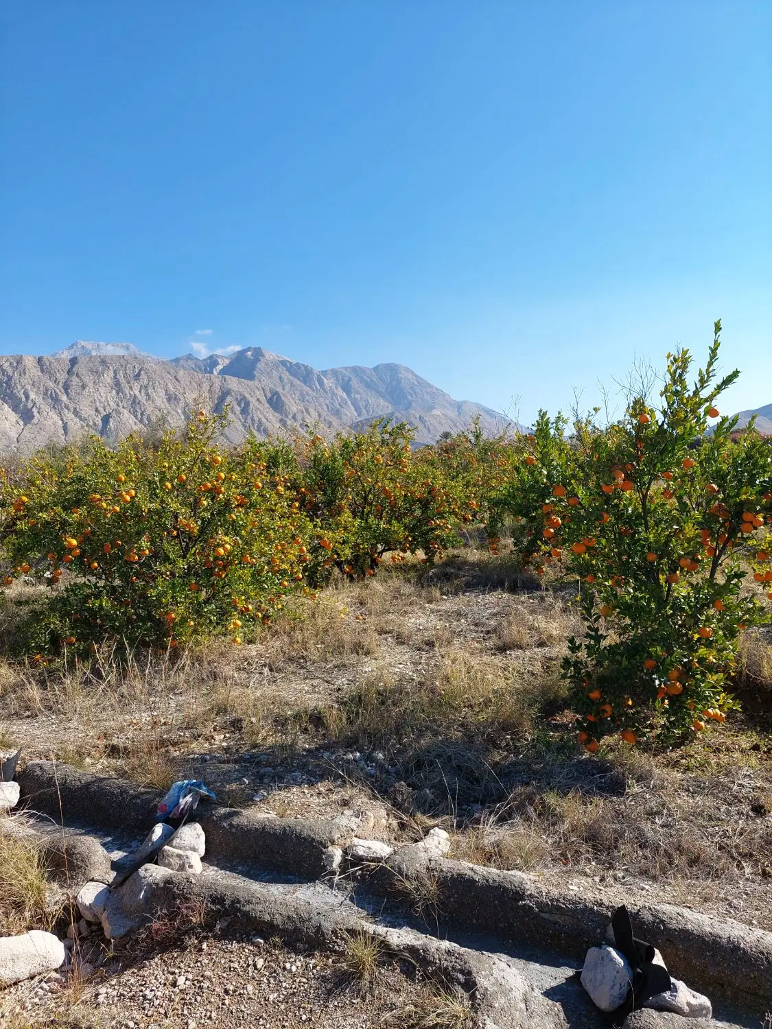 باغ نارنگی سیاهو (تلسورو)
