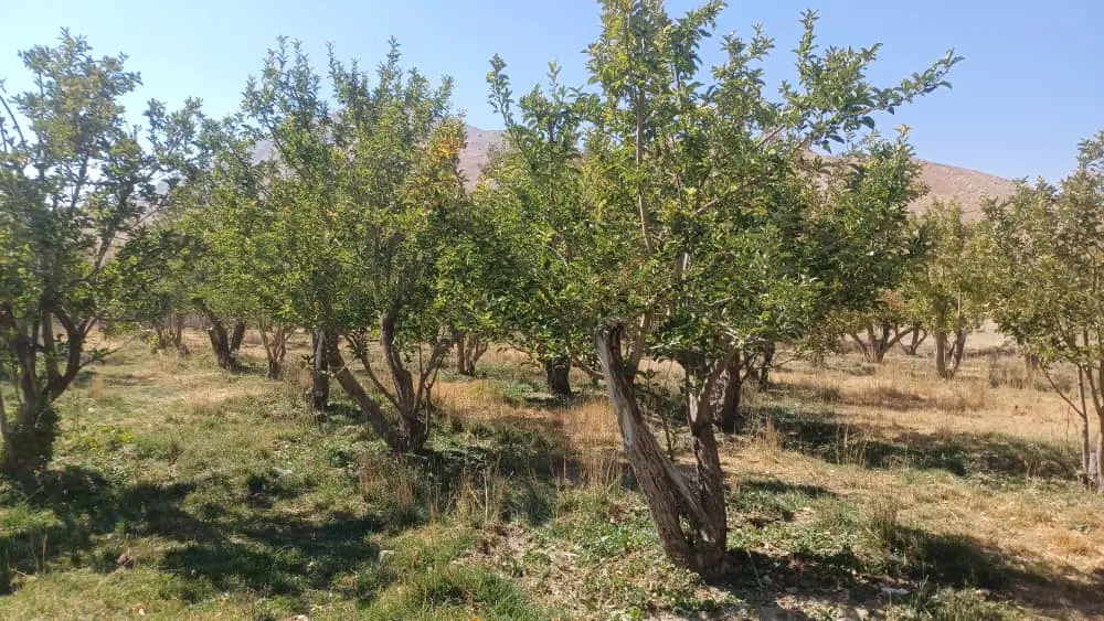 زمین پلاک ویلایی ییلاقی