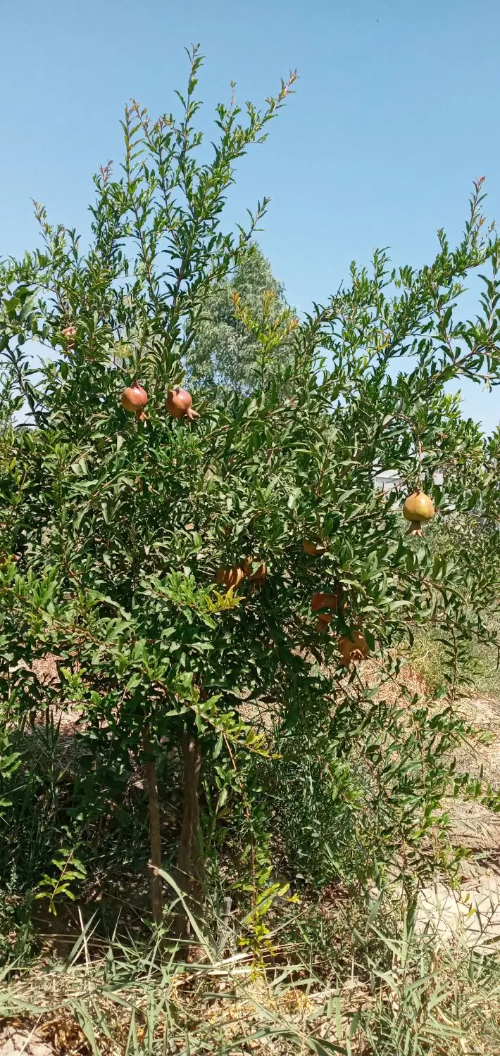 باغچه‌در‌کهریزک۶۰۰‌متر