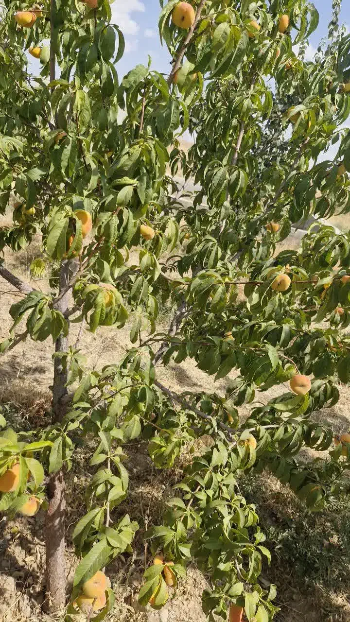 باغ ویلا چند قواره(اطلاعات خوانده شود)