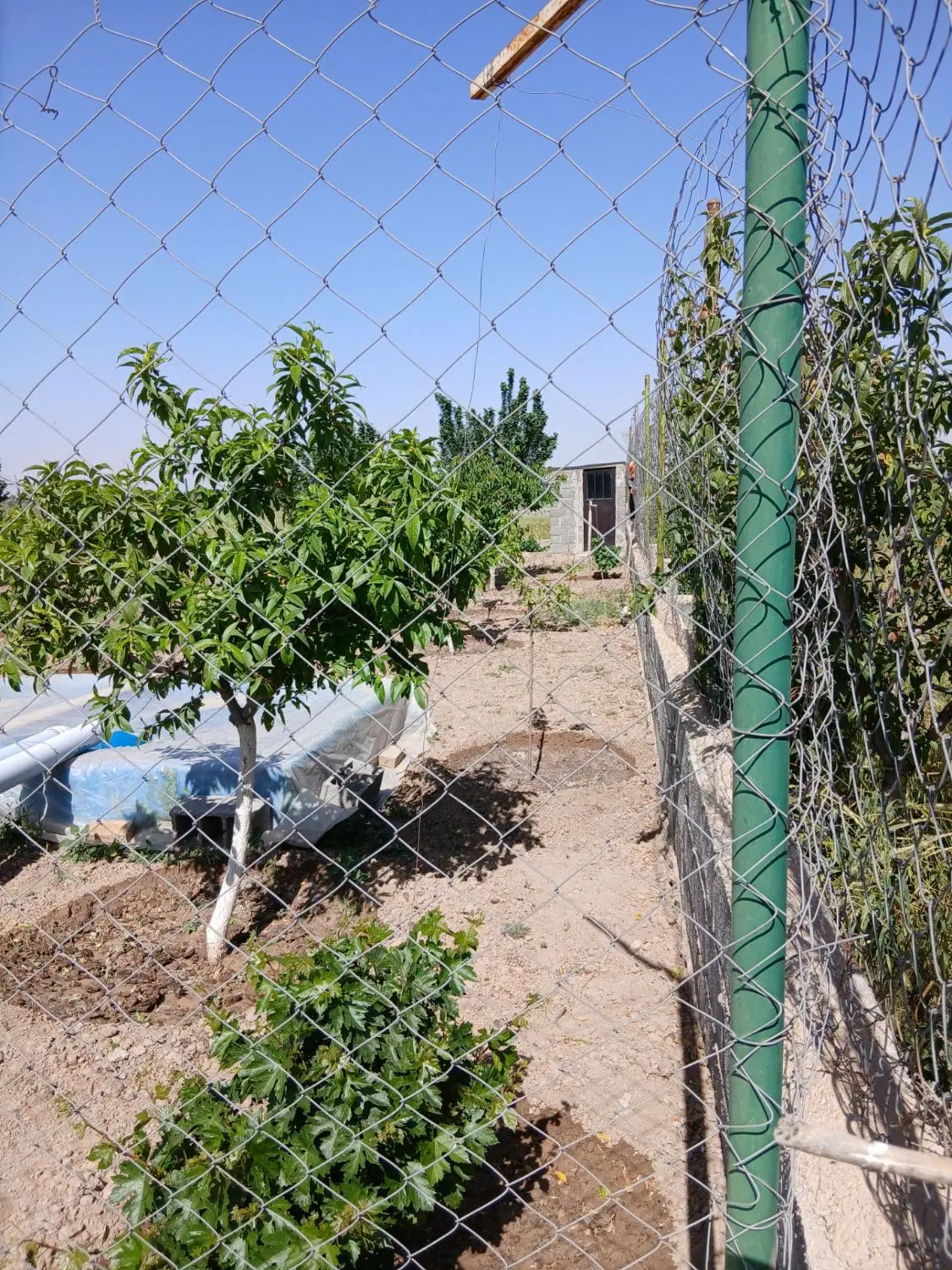 باغچه