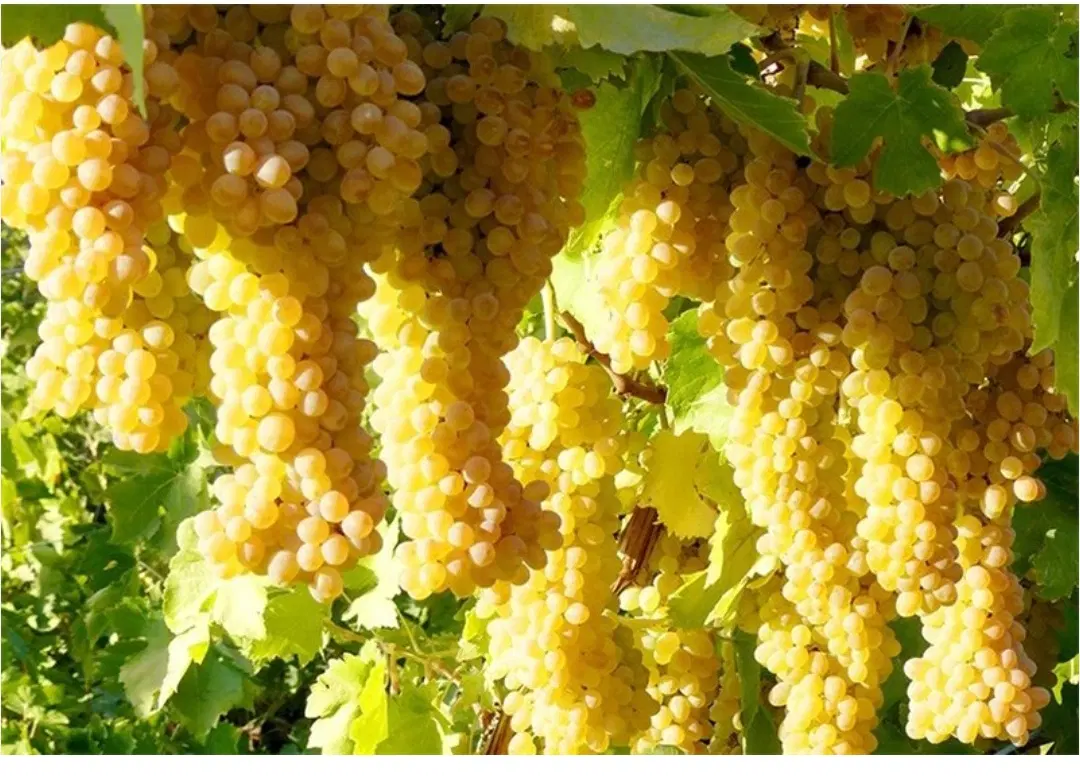 باغ انگور ایستاده اوردشاهی