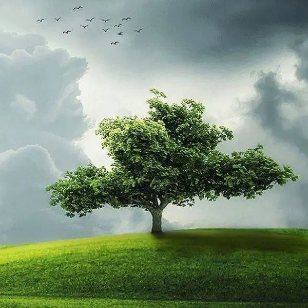 اجاره ۵ هکتار زمین آبی