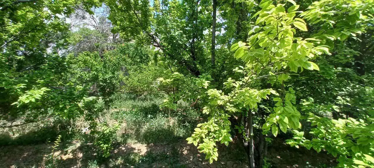 باغ با درختان میوه بارده