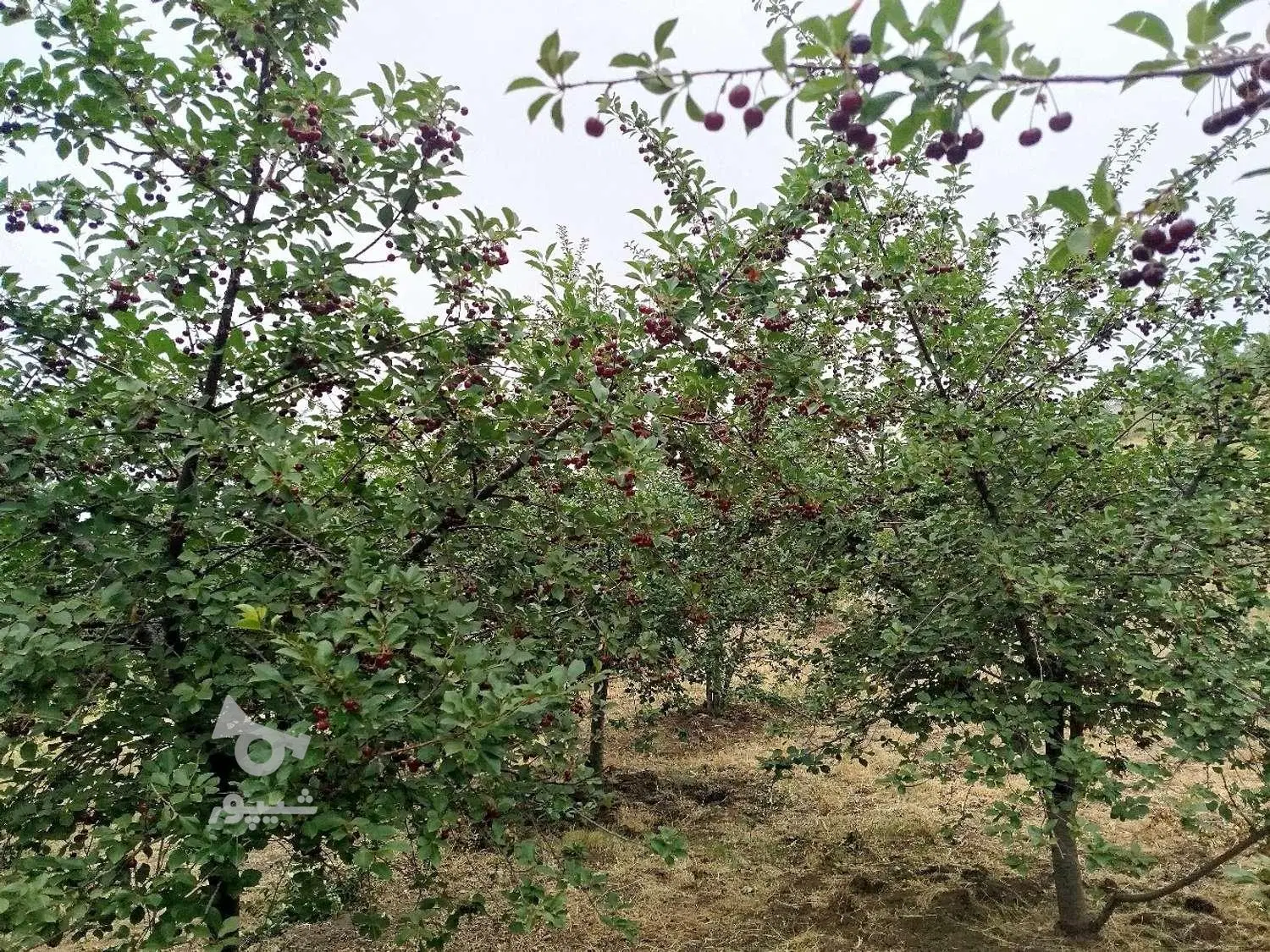زمین سند شش دانگ تک برگ