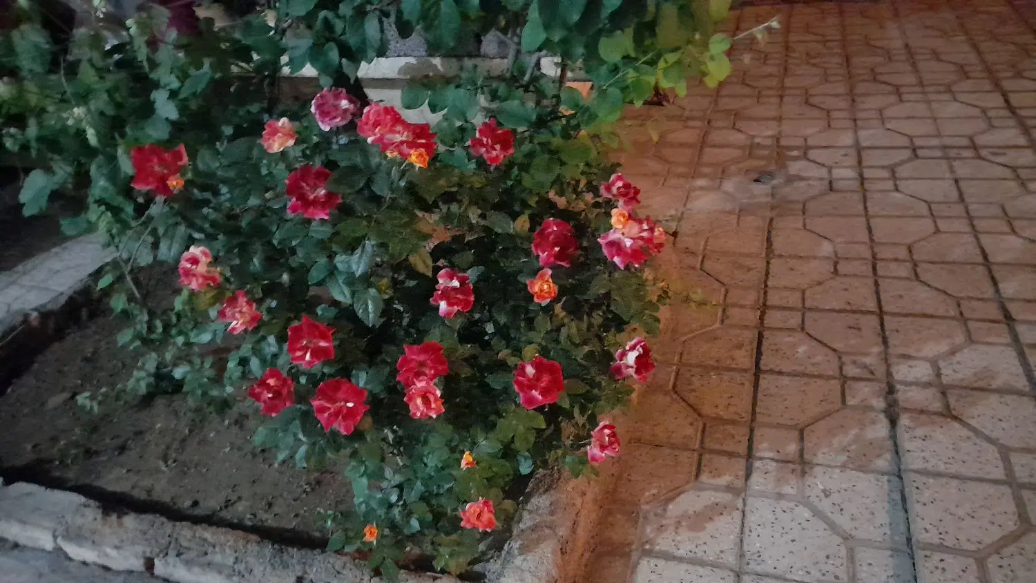 فروش باغ
