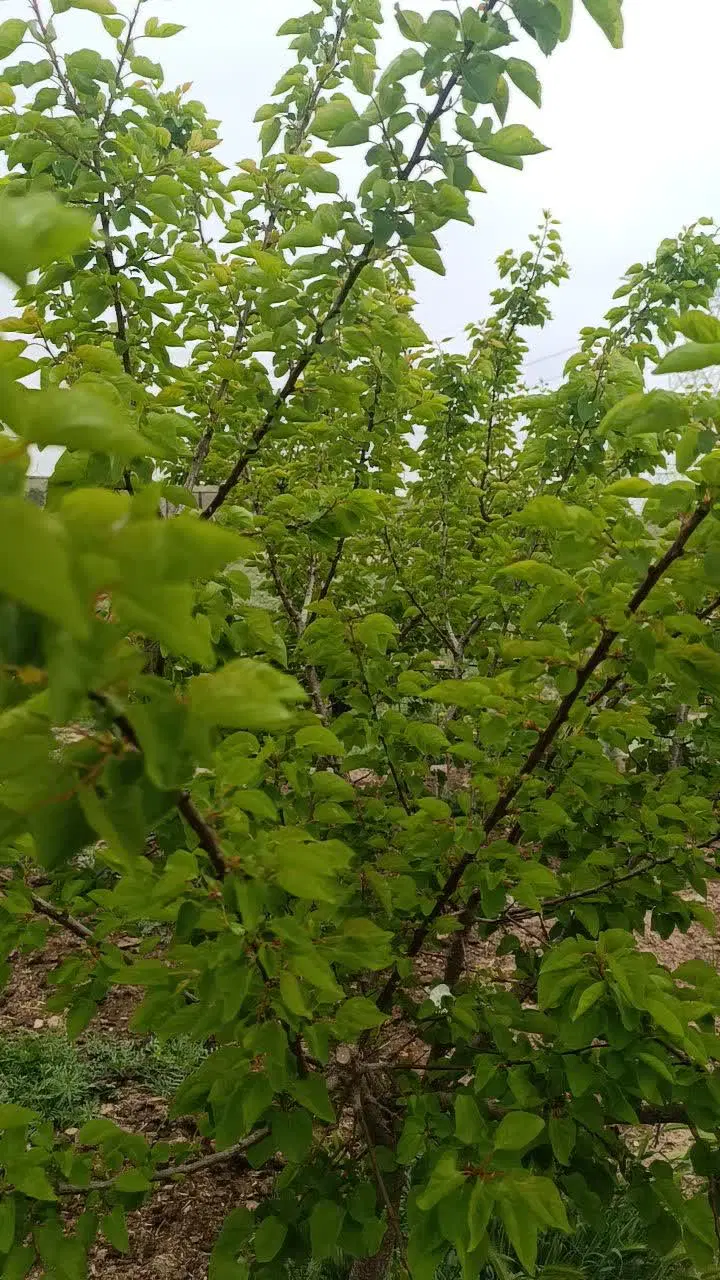 زمین چسبیده به بافت