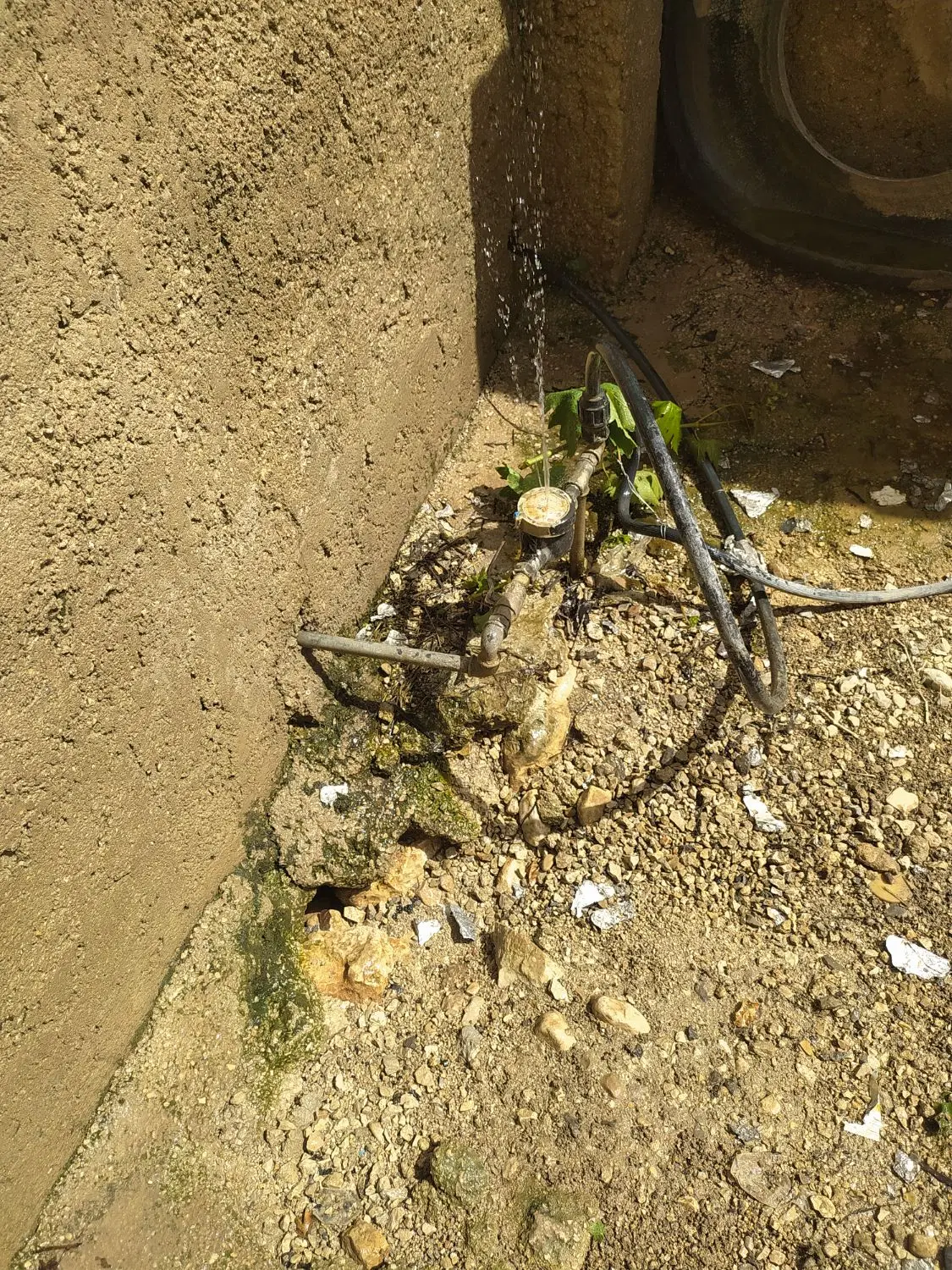 باغ یکساله