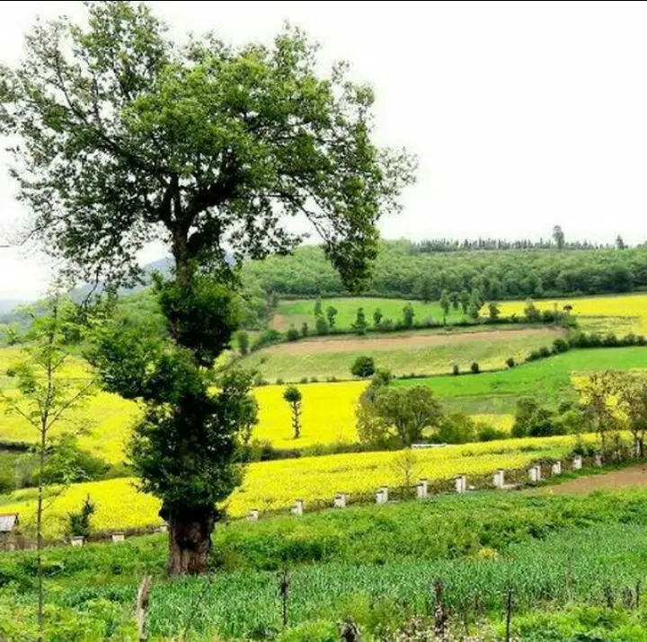 فروش زمین مسکونی