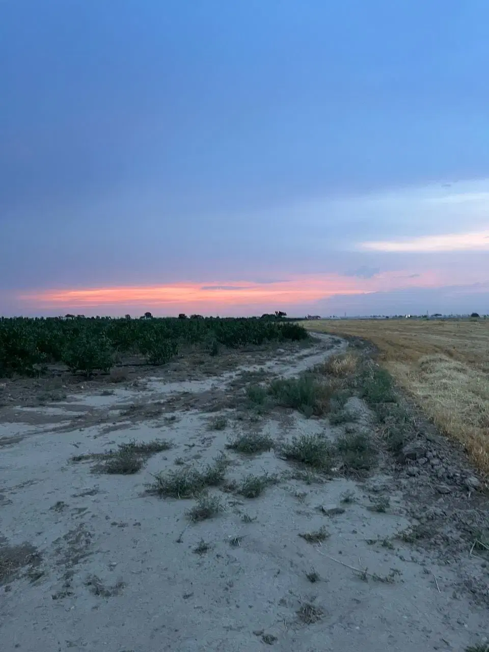 باغ پسته و زمین کشاورزی