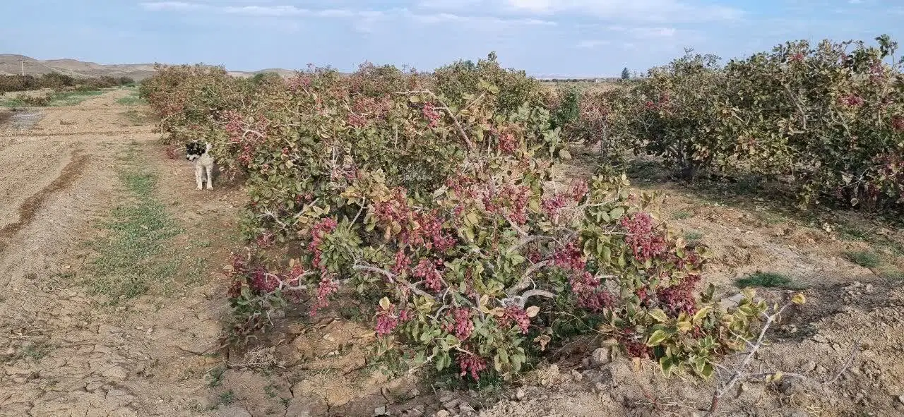زمین مشجر پسته چاهک