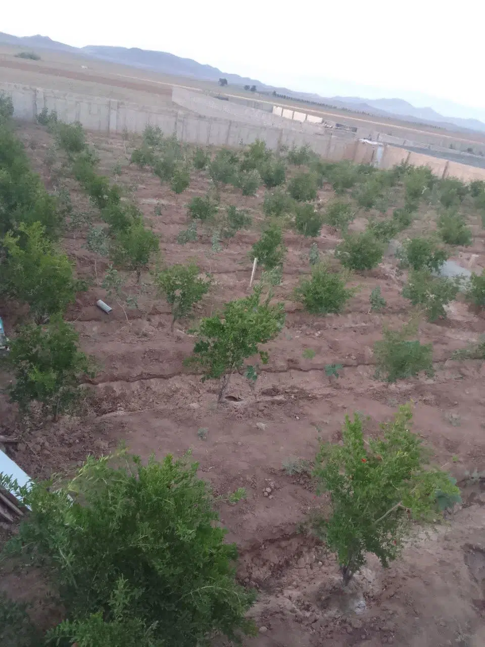 باغ پسته وانار 1100متری