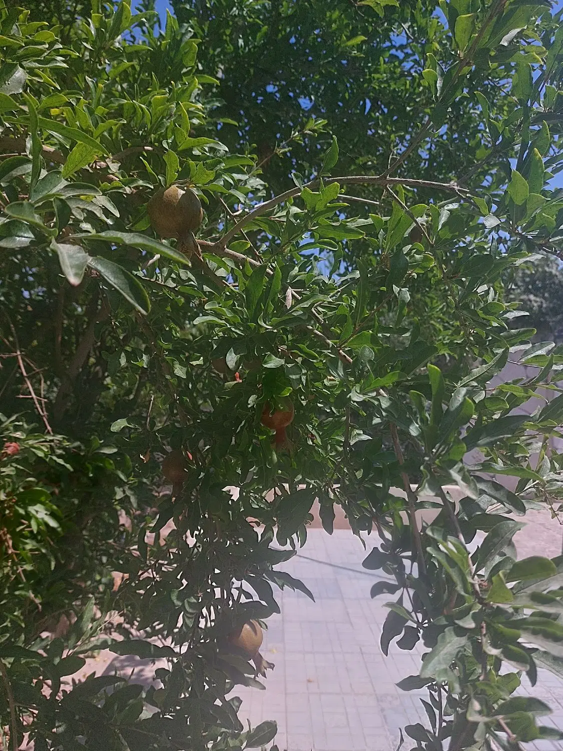 باغچه