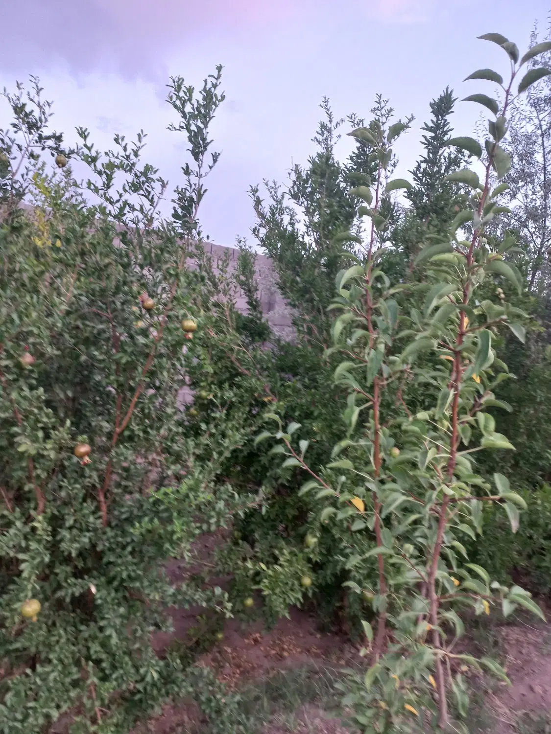 باغ ویلا اوراف
