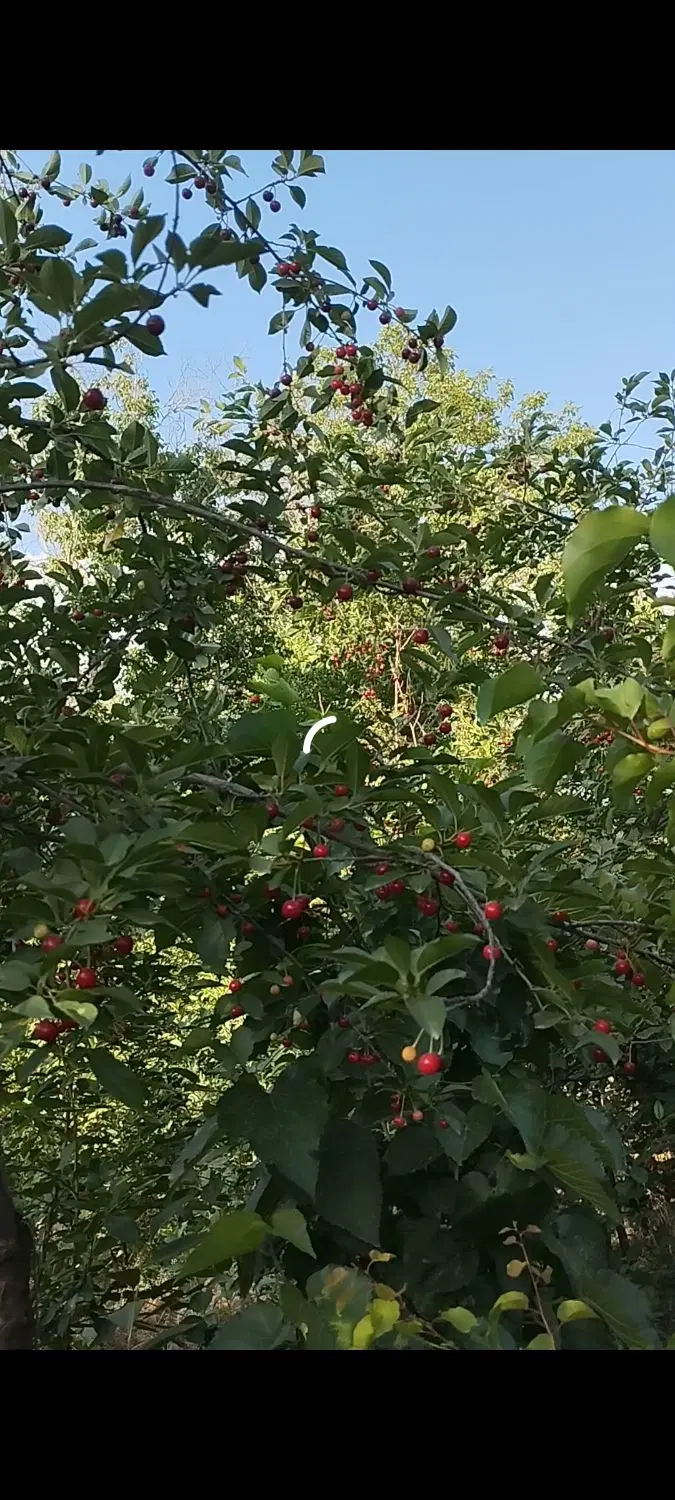1400مترباغ میوه سنگستان