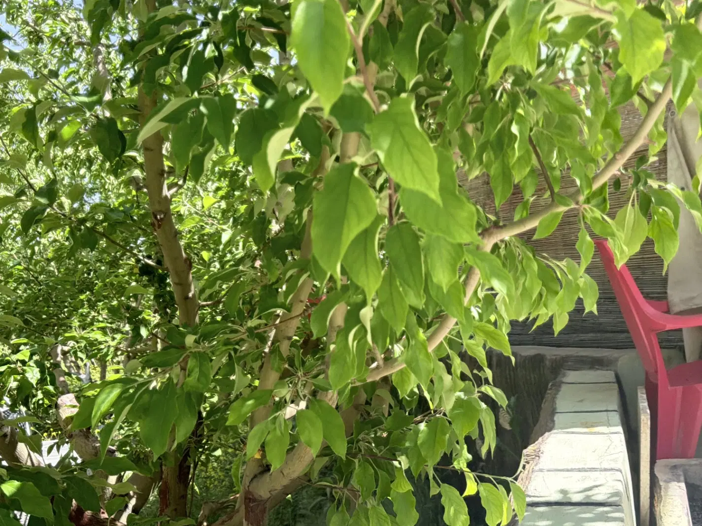 مغازه خیابان جهرمی