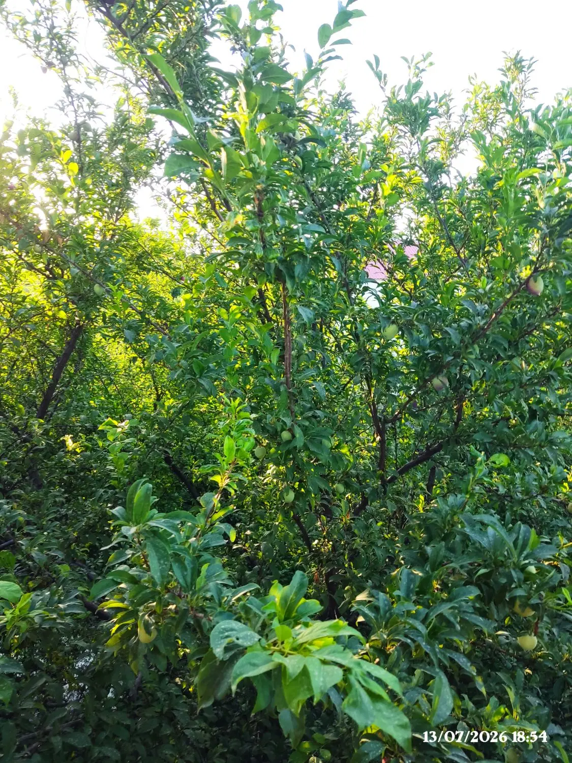 باغ میوه به همراه ویلای دوطبقه درمیاندوآب