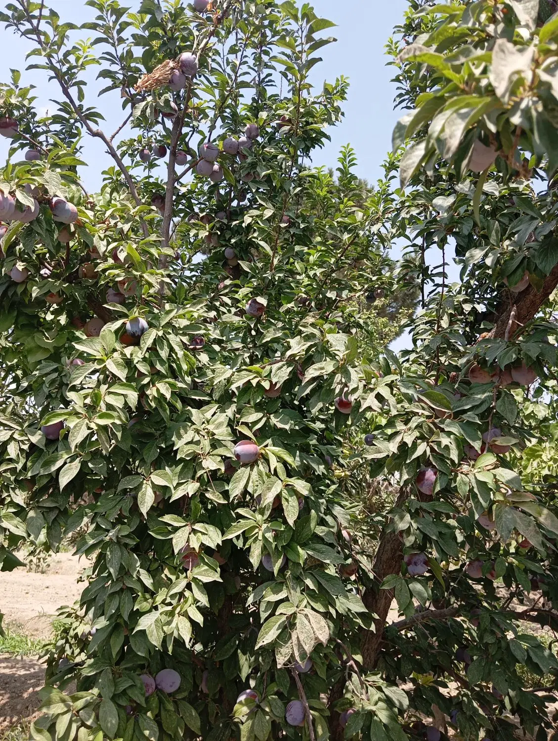 ۲۴۰ متر باغچه نهالستان باباسلمان قدس