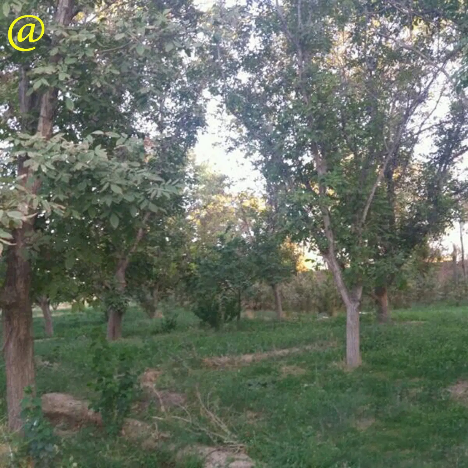 زمین تجاری _ مسکونی
