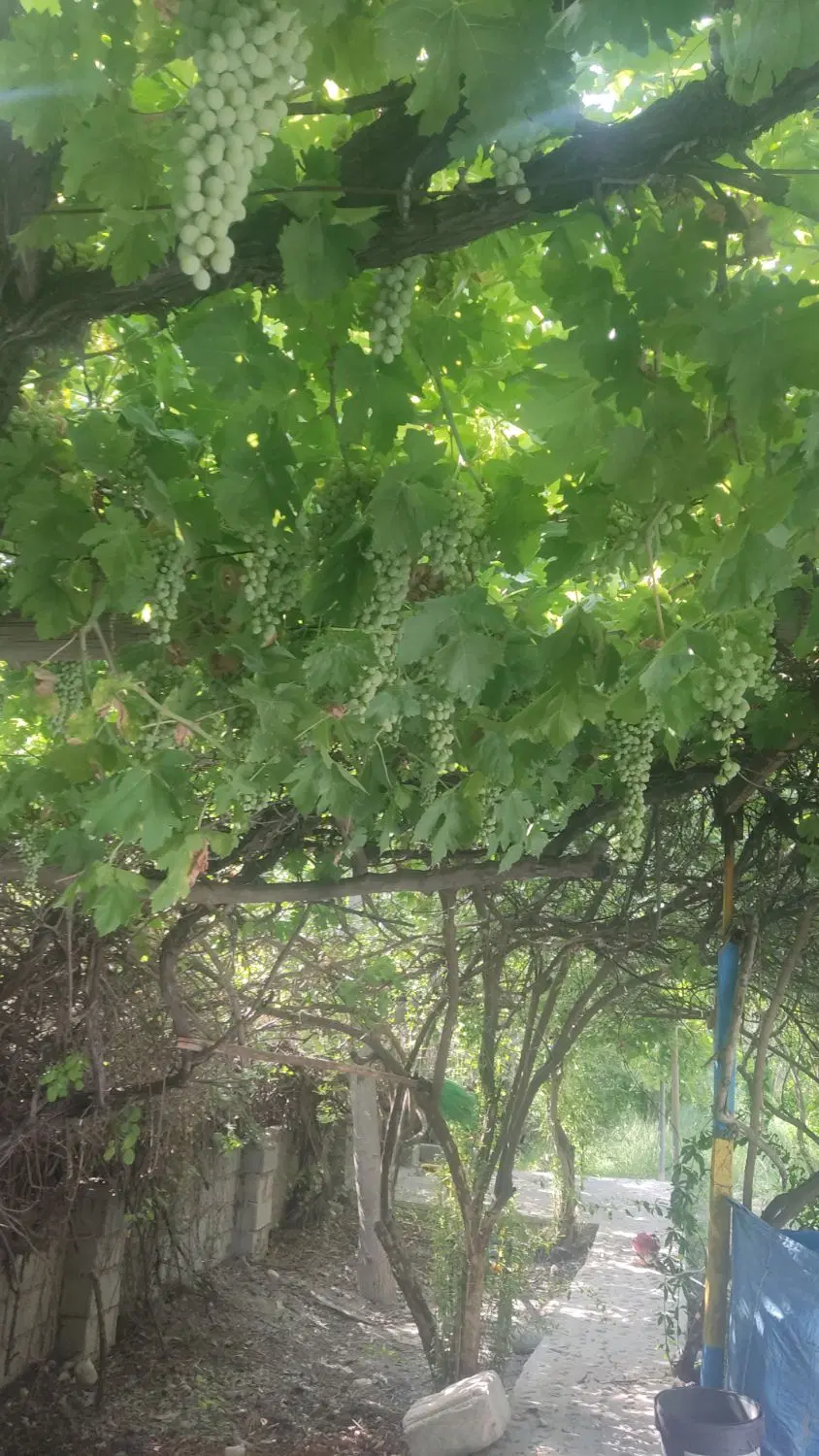 باغچه با آب همه روزه روان