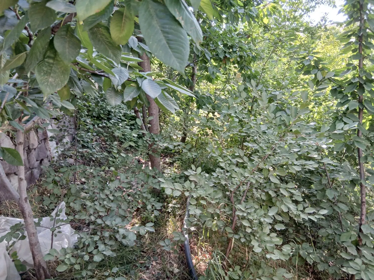 باغ ویلا جنگلی _ سند ملکی_امتیازات کامل_کاهو