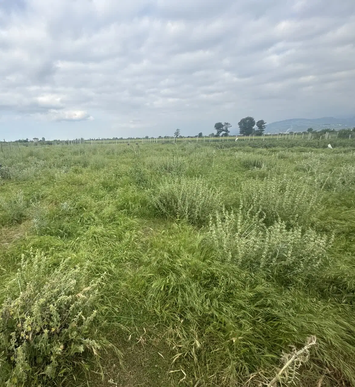 زمین کشاورزی