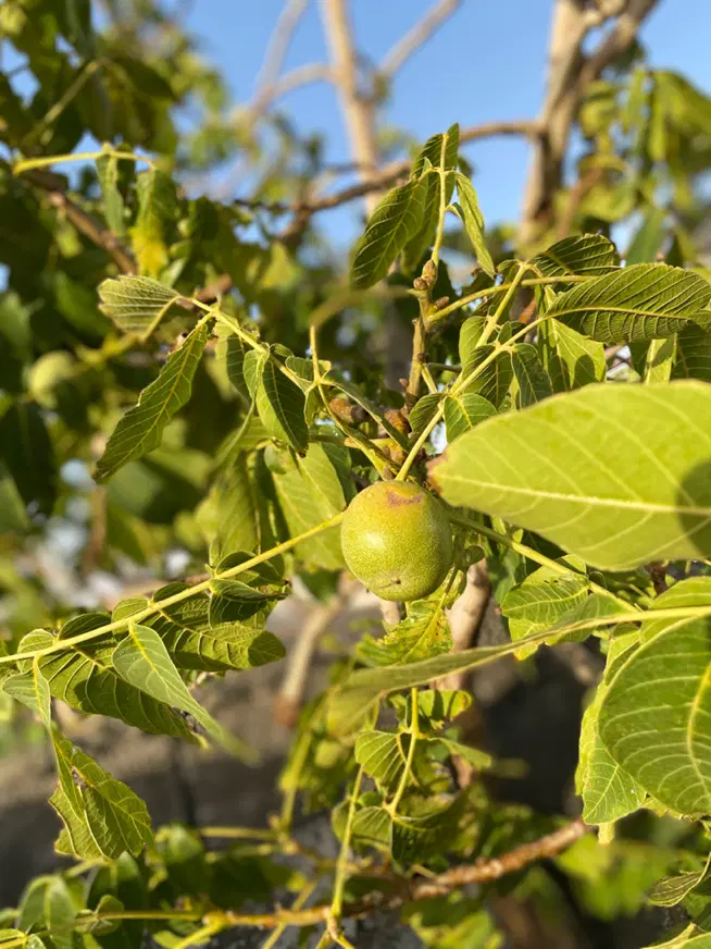زمین باغی کوهمال