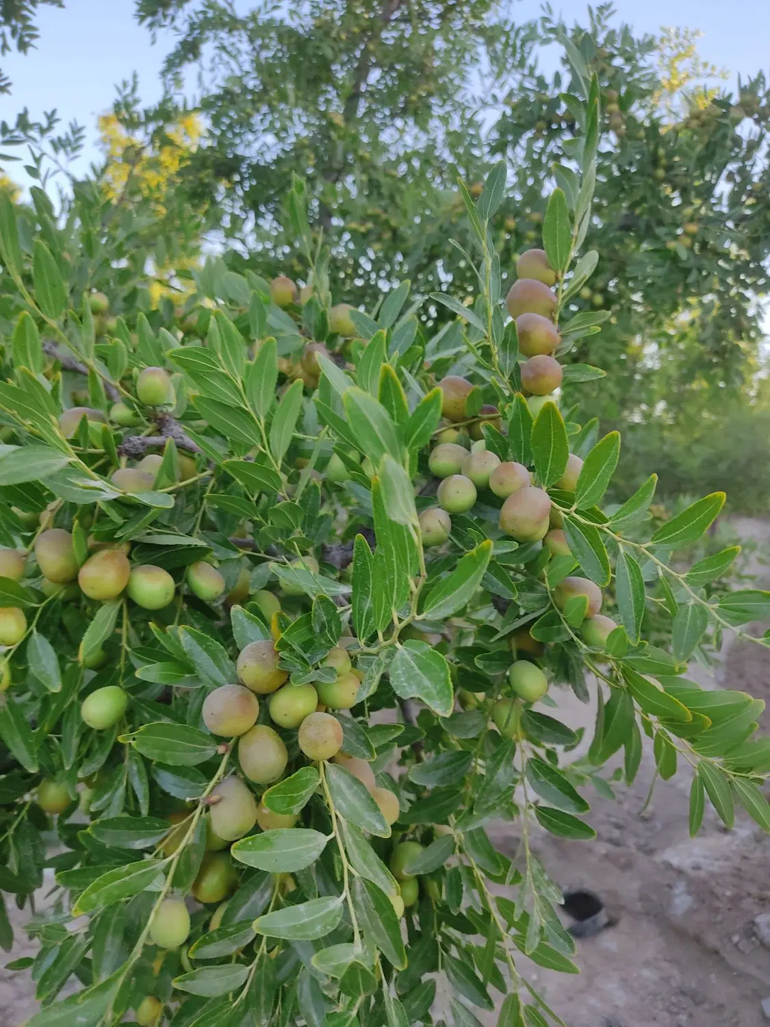 باغ با یک ساعت آب و سند شش دانگ تقاب