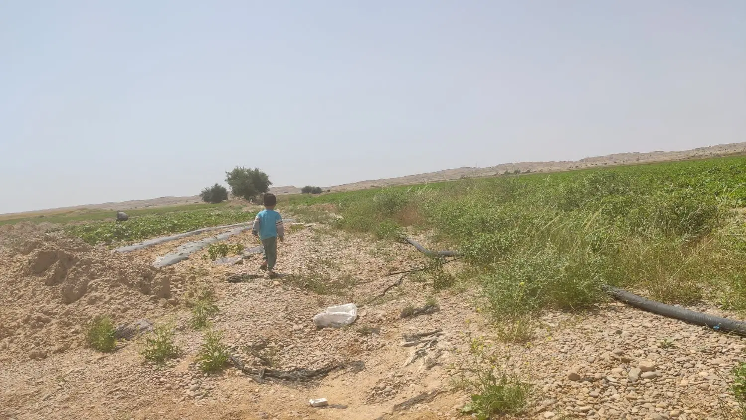 زمین کشاورزی  برای اجاره