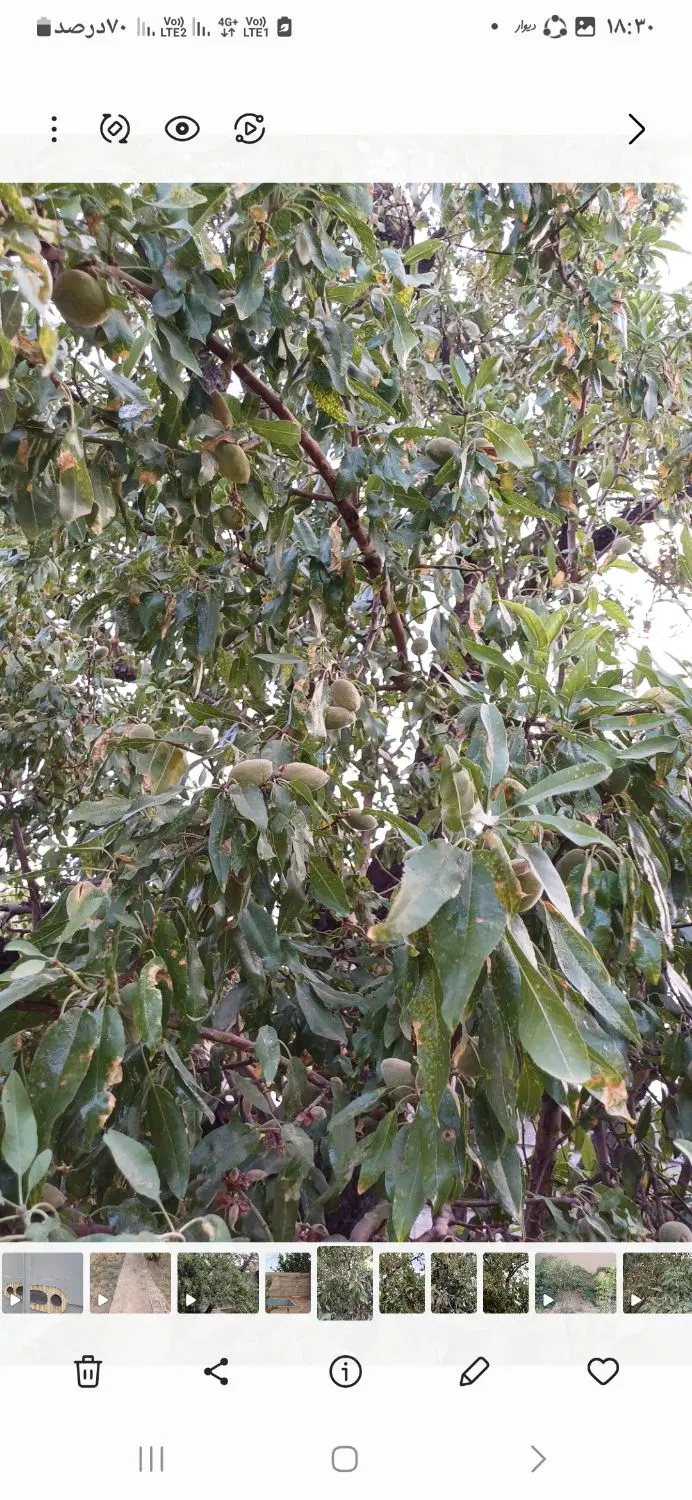 باغ